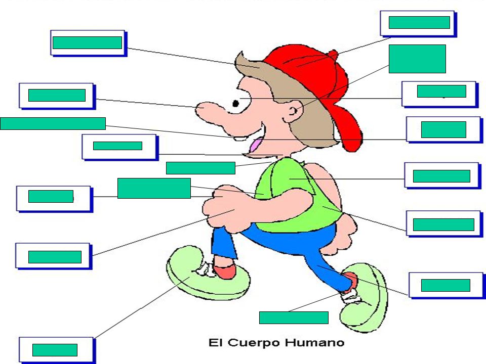 El dolor en los riñones la columna vertebral o los riñones